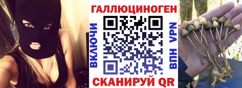 Купить где  Абакан  Псилоцибиновые грибы Psilocybe 